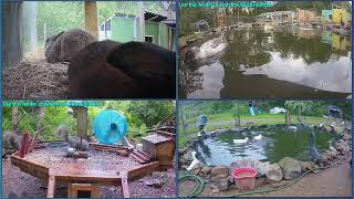 Chill with ducks, goats, puppies, bunnies, squirrels and more!