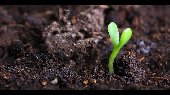 Earth, My Body - Lush Tongue: Sound Meditation, Im...