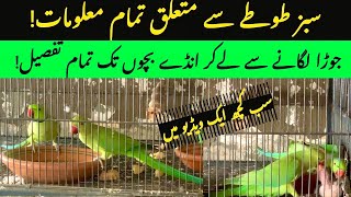 RINGNECK PARROT FULL INFO,BREEDING Age,Season,Seedmix,Privacy,Cage,Box,Pairing,Fruits ETC,BY RDA
