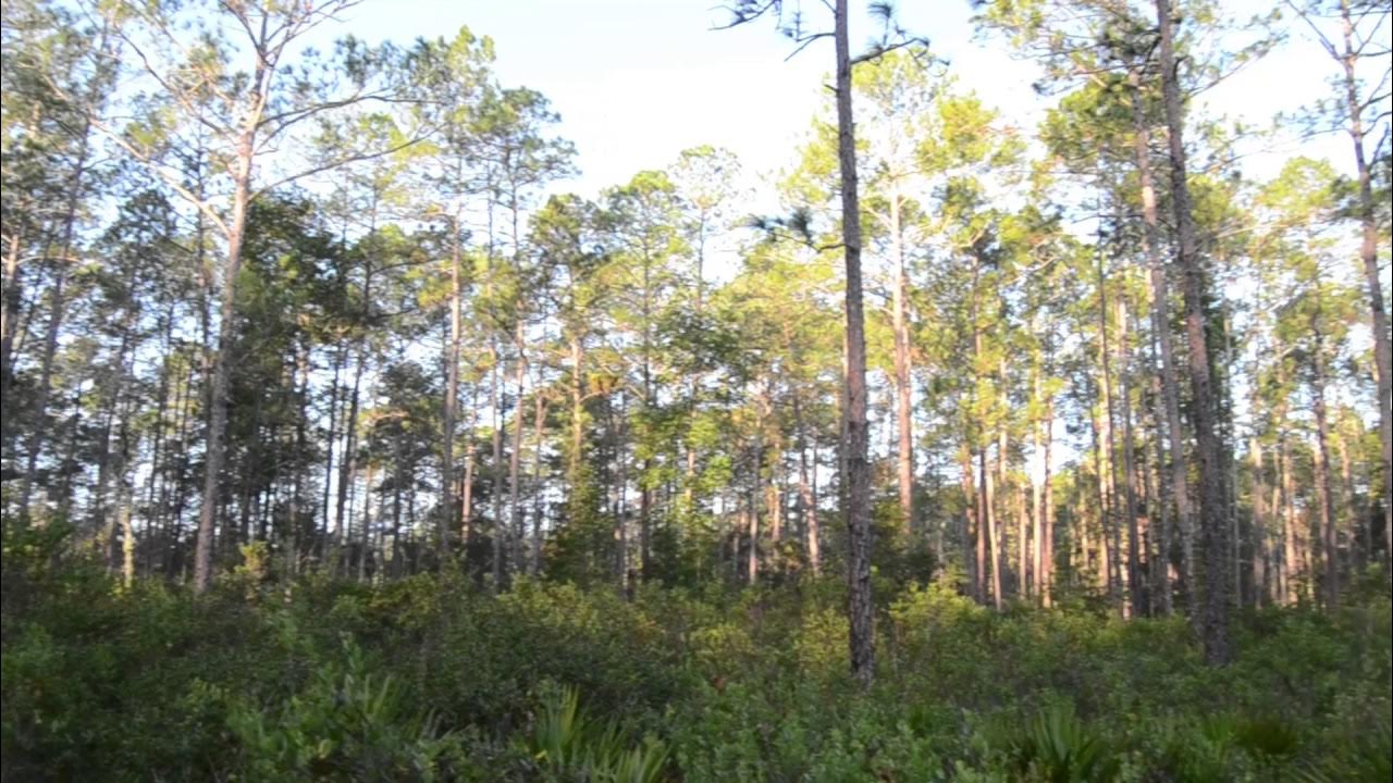 Gores Landing WMA Trail YouTube