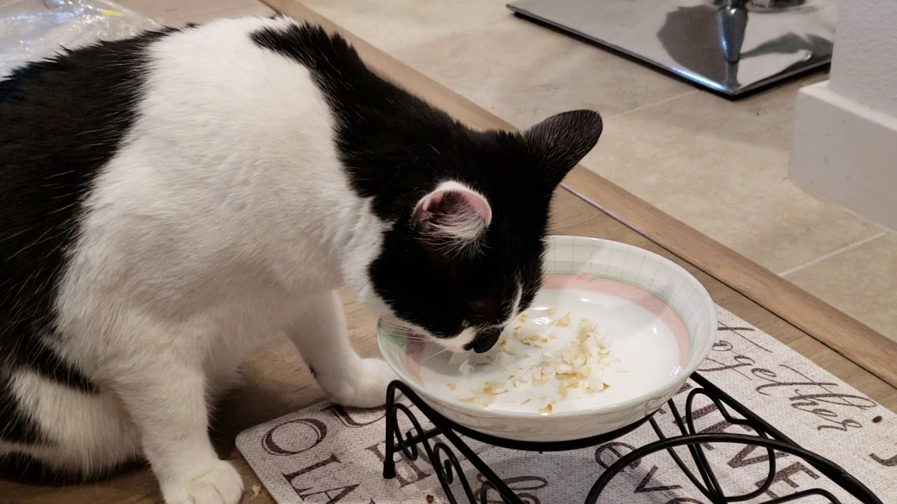 Cat trying steamed cod fish for first time - YouTube