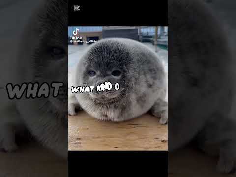 What Kind Of Awesome Is This Seals Funnyseals Foru 