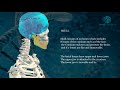 Human Skeleton System- Science Animation