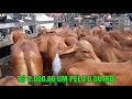 5°-FEIRA DE GADO HINDUBRASIL  CANAFISTULA FREI DAMIÃO. AL 23.12.2019