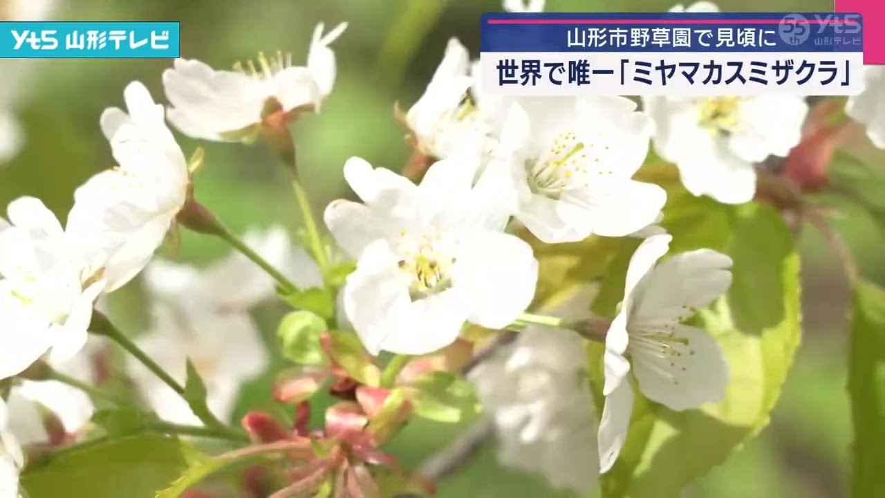 Miyamakasumizakura