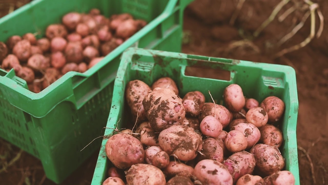 LonAgro Investing in the Growth of Africa (SWAHILI) YouTube