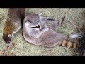 Coati vs Raccoon