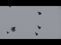 Полеты на Марганецком голубедроие 04 12 2020 г ч1