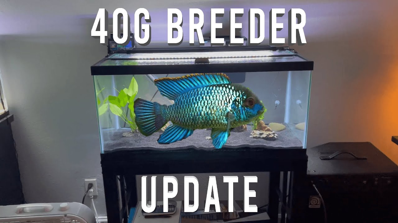 40 Gallon Breeder Fish Tank Update! - YouTube