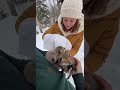 #foxbaby #wildliferescue #animalrescue  #bodycam #babyrescue #beforeafter #rescueefforts #facts