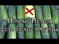 Белые Огурцы Почему Их Нельзя Есть И Почему Можно