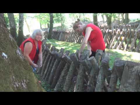 Выращивание шиитаке Ферма грибов Шиитаке в Латвии Бизнес в деревне