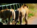 Zaza splitnose and vurhami young male lions young male lion zaza returns kruger national park