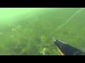 Spearfishing Pike 20.1282 Lbs          Lydeka 9.13 kg