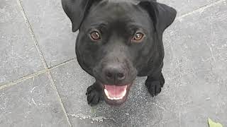 Patterdale Exercise Routines Fell Terriers Bsl Estacado By Spartan Law Diy Fitness Fun Dogs Tug Run