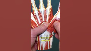 Muscles of the Hand: A Thumb