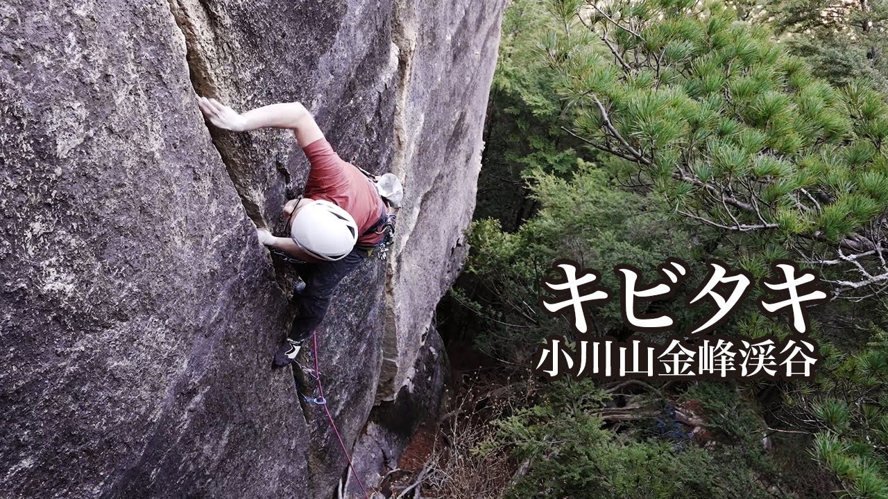 【4K動画】小川山金峰渓谷「キビタキ」