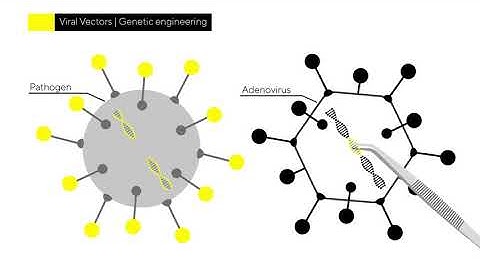 How Vaccines Are Made and Manufactured | Viral Vector Platform