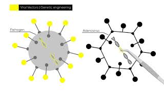 How Vaccines Are Made and Manufactured | Viral Vector Platform