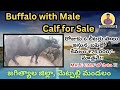 రోజుకు 6 లీటర్లు పాలు ఇస్తున్న బఫెల్లో 🐃 కేవలం ₹75,000/- మాత్రమే! #raithumitrudu #buffaloforsale