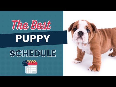 The Puppy Schedule For New Dog Owners