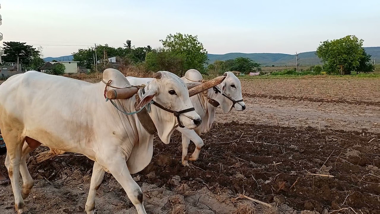 POWER OF ONGOLE BULLS 🐂🐂 🐂🐂🐂🐂🐂🐂