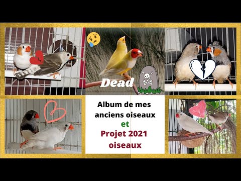 Album de mes anciens oiseaux début 2021 que je n&rsquo;ai plus :/ + Objectif liste d&rsquo;oiseaux pendant 2021