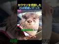 カワウソを世話したのは間違いだった🦦 #動物 #カワウソ