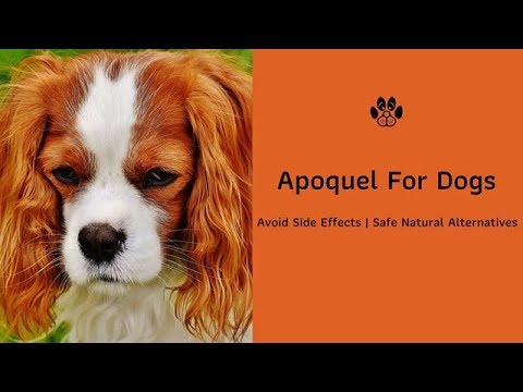 apoquel-for-dogs-|-live-|-safe-alternatives-to-apoquel-for-dogs