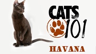 Кошки Гавана