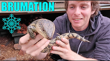 Brumating My Reptiles!