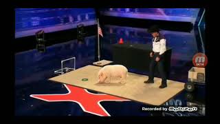 Top 1 Best Animal Pig Audition on America's Got Talent