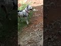 dog&dog