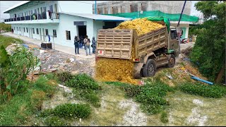 Begin A New Project!Connected Canal Useing Dump Truck Filling Land With Skill DozerD20P Pushing Soil