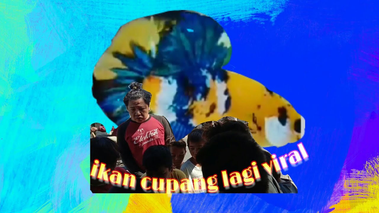 Lagi viral ikan  cupang  jadi judul film  lucu makassar YouTube