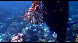 Snorkeling at Turneffe Atoll – Soft Corals, Huge Fish Schools & Lobster Hunt! 🦞🌊 screenshot 1