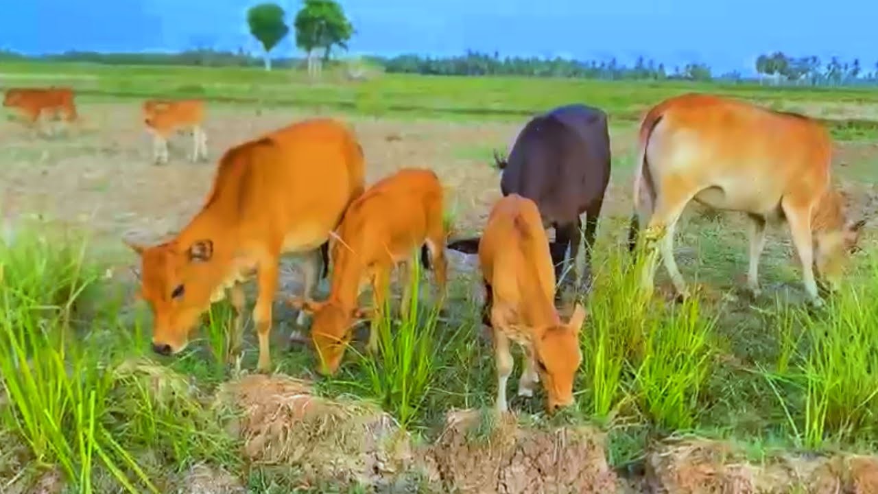 Mengembala sapi jinak, sapi beramai ramai makan rumput ‼️ - YouTube