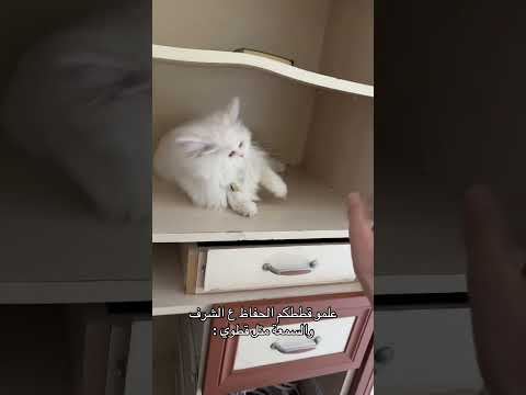 ليش هيك صار شكلو فجأه          