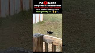 She Spotted One Kitten, but THEN the Whole Family Came Out