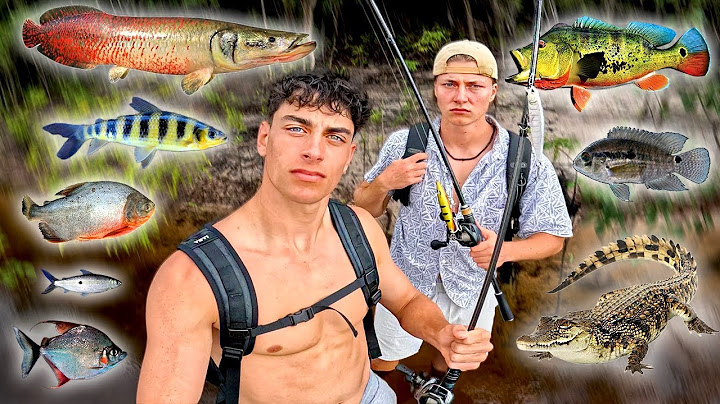 2 Angler & 24H: AMAZONAS Fischarten Challenge 😳🐊