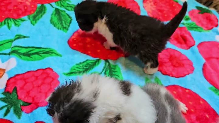 Video 6858081: exotic shorthair persian, exotic shorthair boy, persian cattery