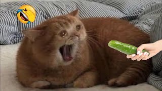BEST funny videos of ANIMALS - FUNNIEST moment of DOGS and CATS 2024 #21 | PETS MUNDI
