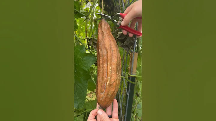 Luffa Peeling Reveals Luffa Sponge!