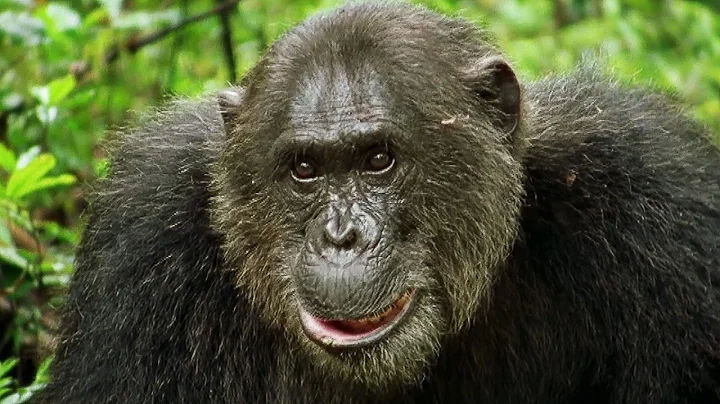 Secrets Revealed After A Year With The Chimpanzees (Animal Documentary)