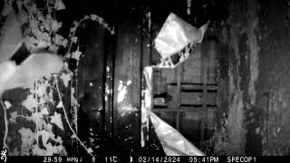 Natterer's Bat Roost