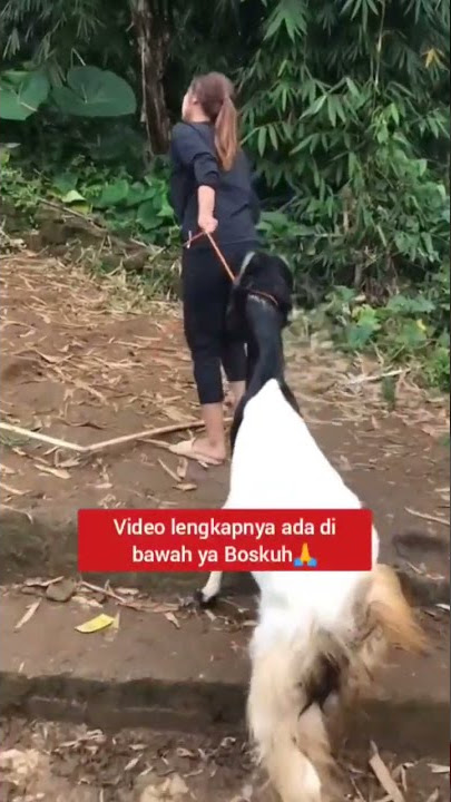 ORA UMUM‼️CEWE CANTIK PECINTA KAMBING#shorts