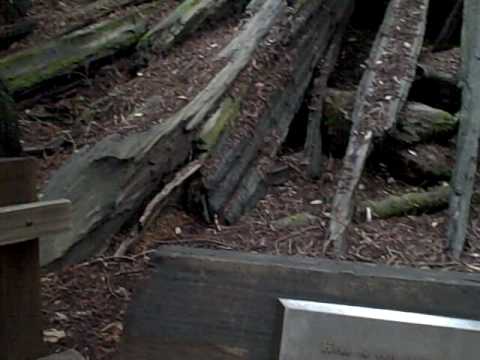 muirskate UN Plaque in Muir Woods