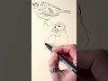 Puffin sketch #pendrawing #linedrawing #freehanddrawing