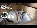 【猫の出産】子猫を保護したら赤ちゃんを産みました。その後のお話🙏