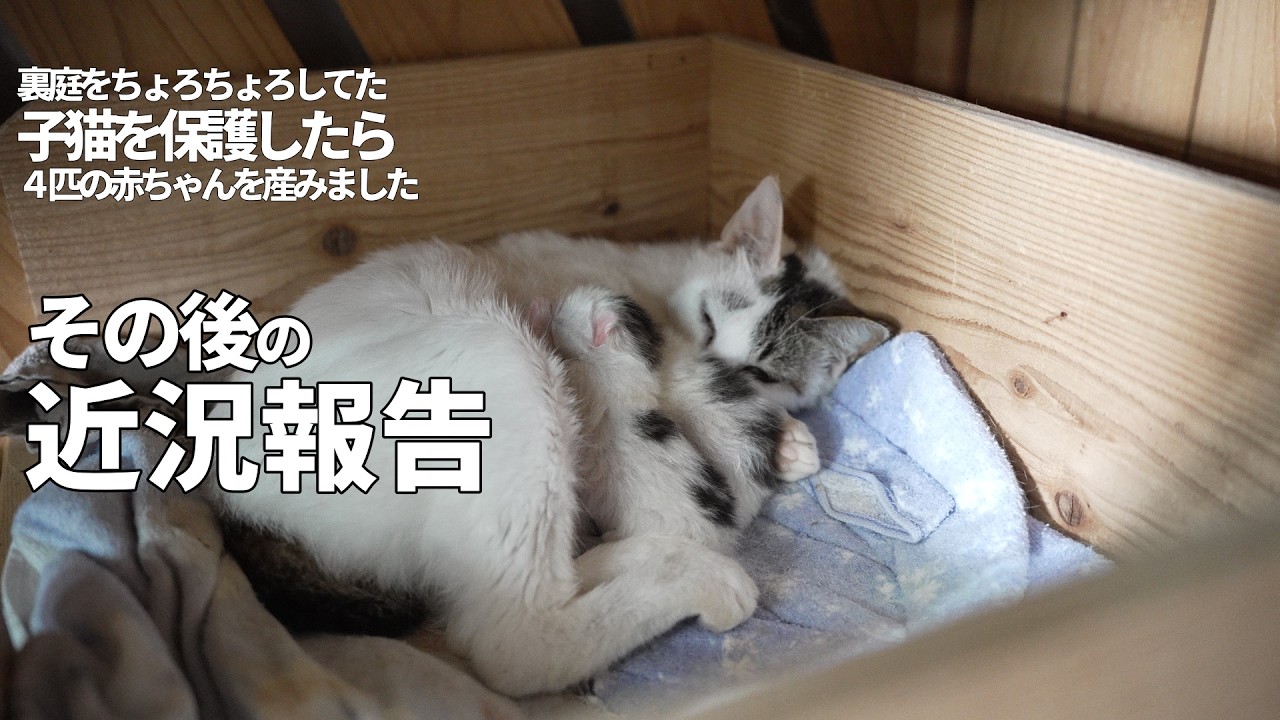 【猫の出産】子猫を保護したら赤ちゃんを産みました。その後のお話🙏